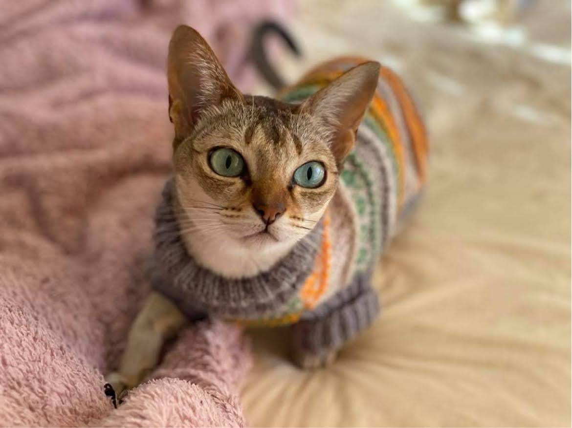 上司のシンガプーラに編んだウェア