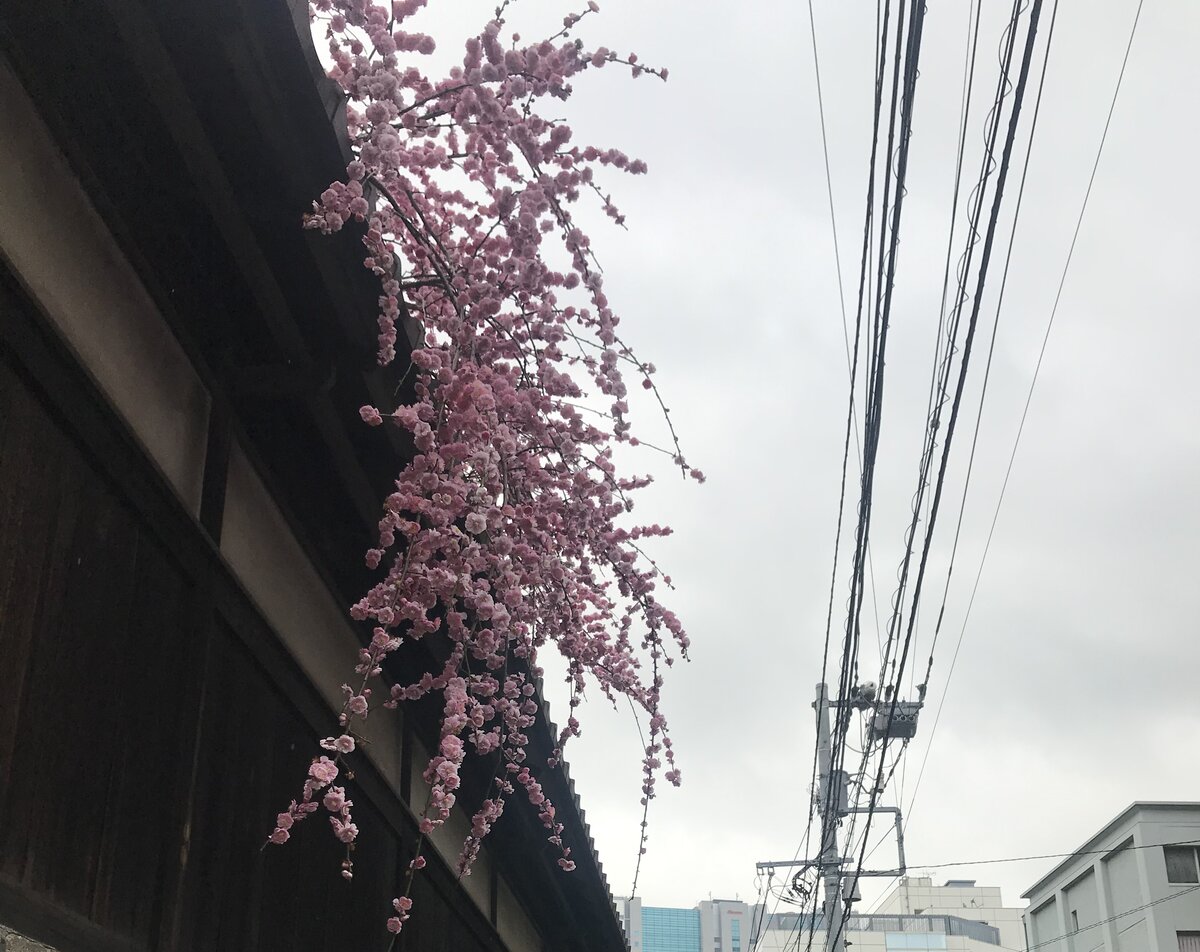 枝垂れ梅の花