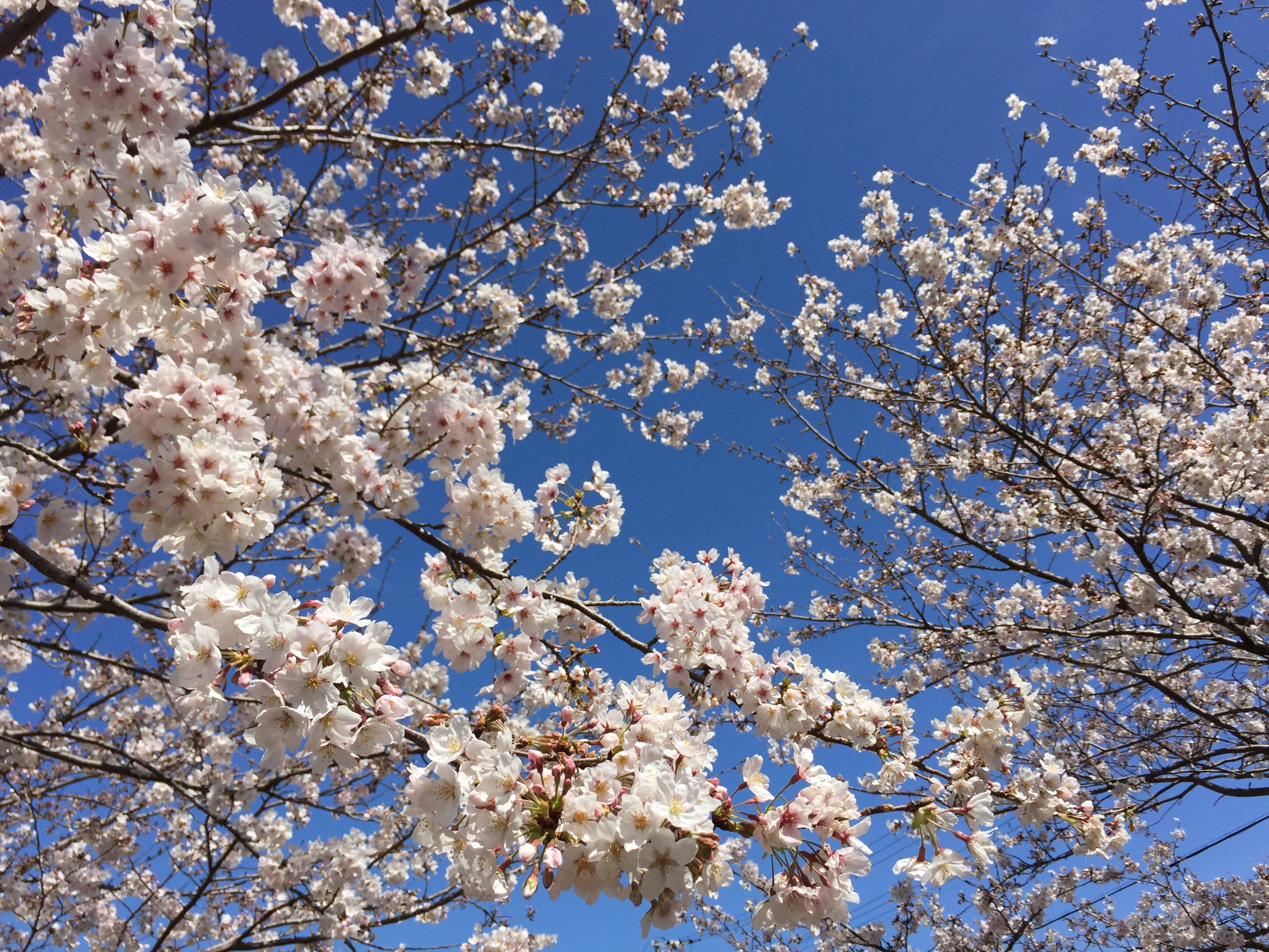 白い桜の花のアップ