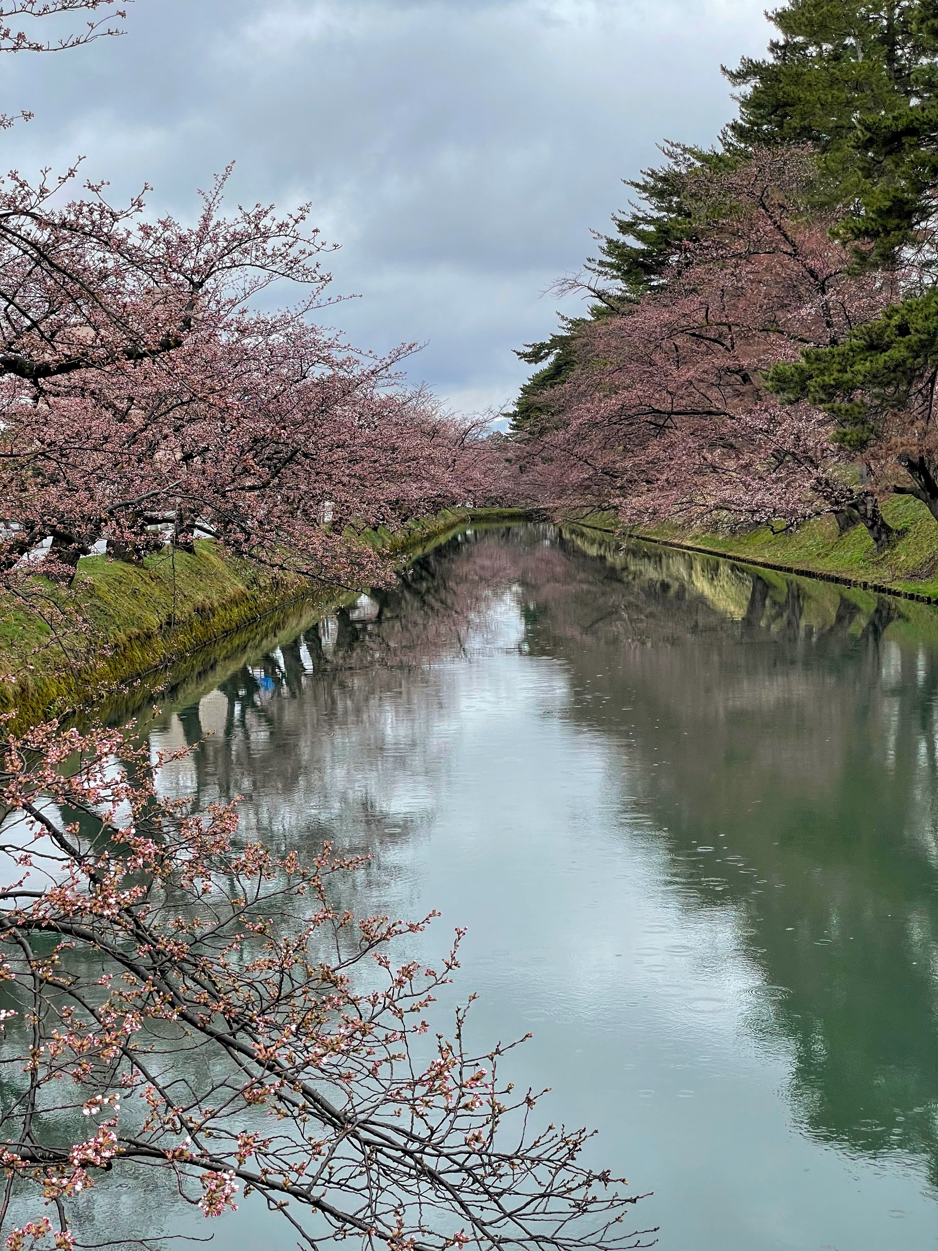 弘前公園のお濠沿いの桜