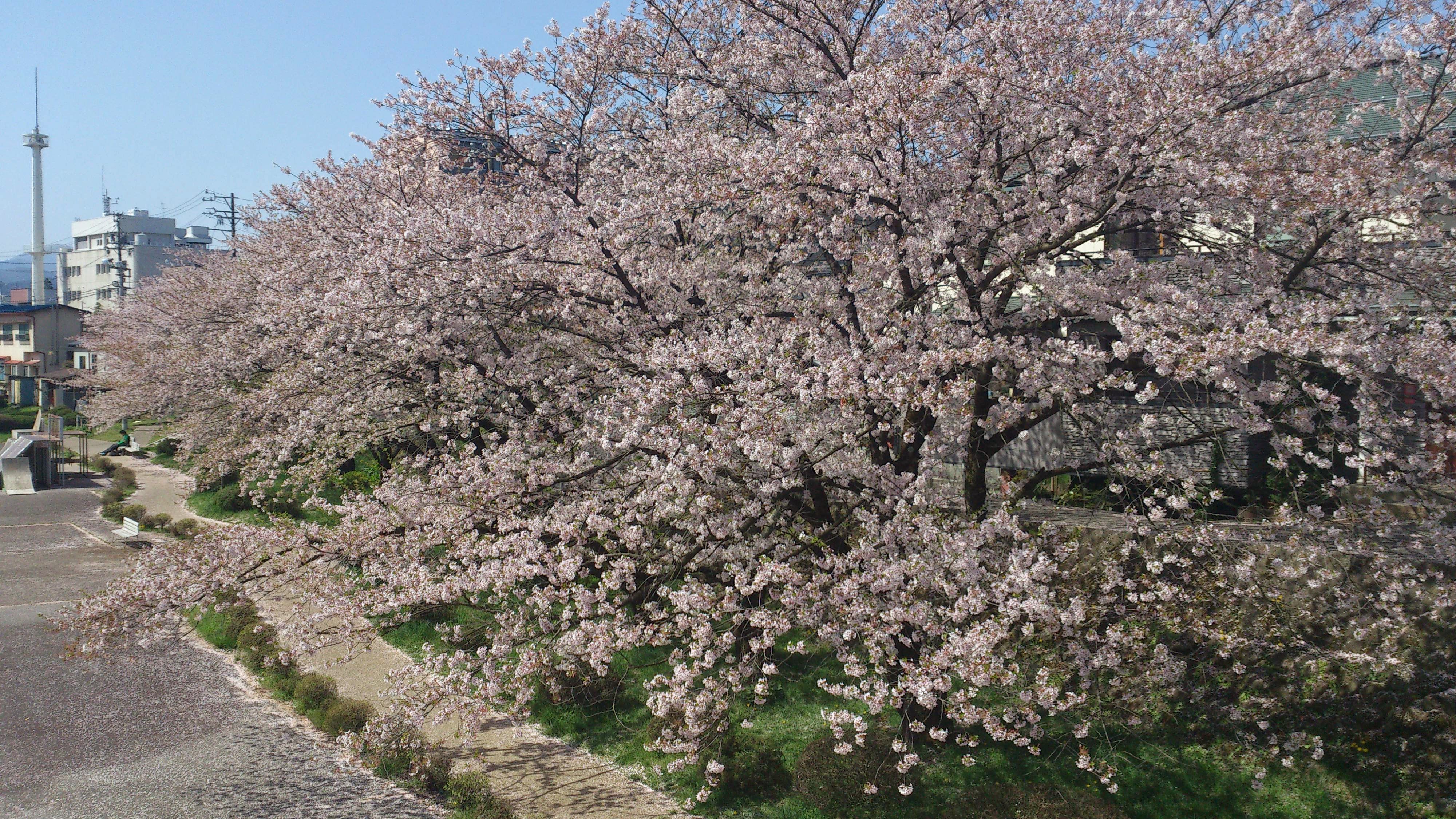 川沿いに一斉に咲くソメイヨシノの桜並木