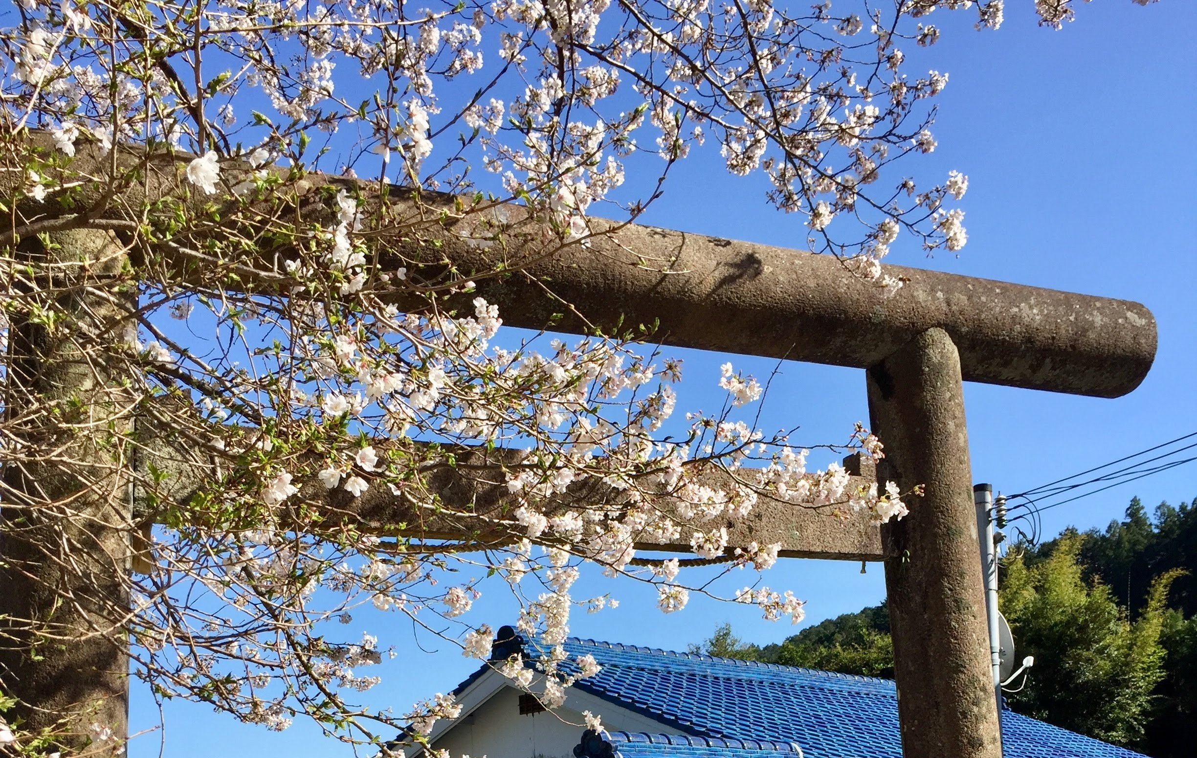 熊野古道の神社に咲く白い桜