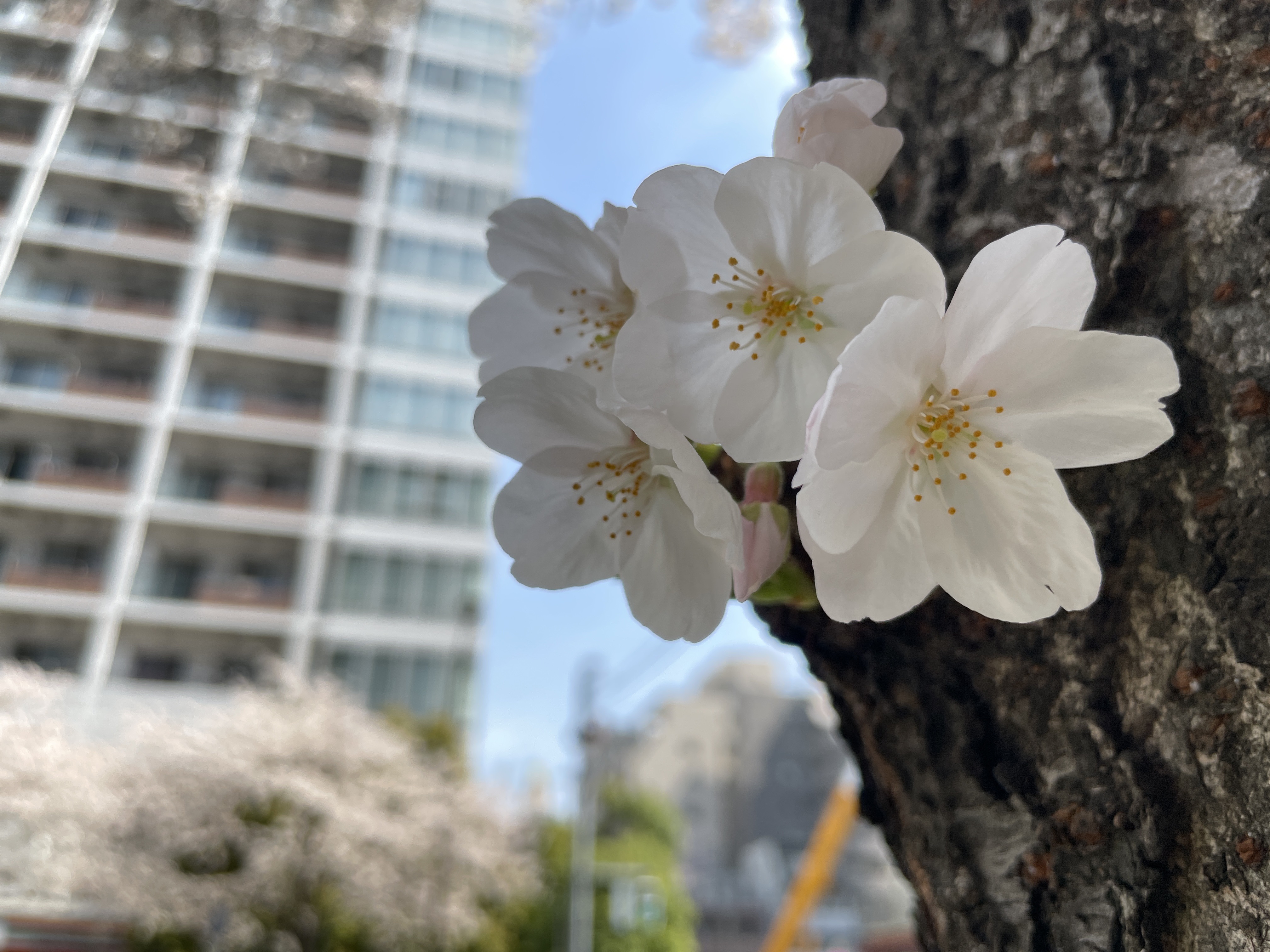 ソメイヨシノの花のアップ。花弁5枚が鮮明に見える