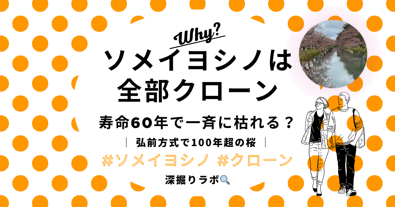 ソメイヨシノは全部クローン──寿命60年説と"絶滅説"の真相のサムネイル画像
